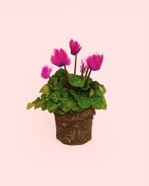 Cyclamen Snow Rosado - Pur Plant