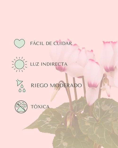 Cyclamen Victoria Blanco y Rosa Mini - Pur Plant