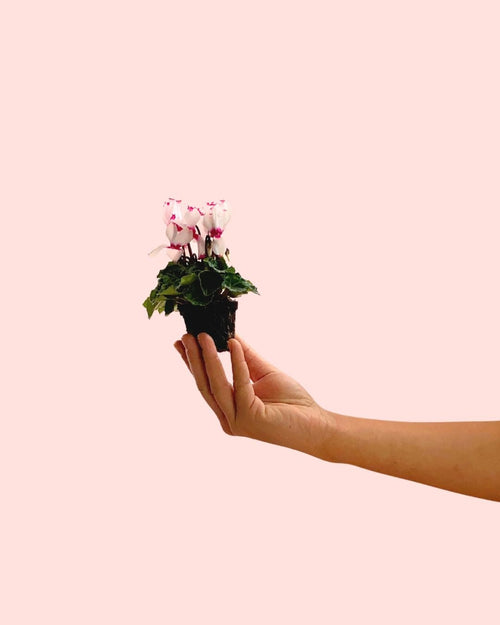 Cyclamen Victoria Blanco y Rosa Mini - Pur Plant