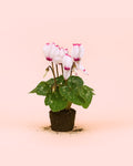 Cyclamen Victoria Blanco y Rosa Mini