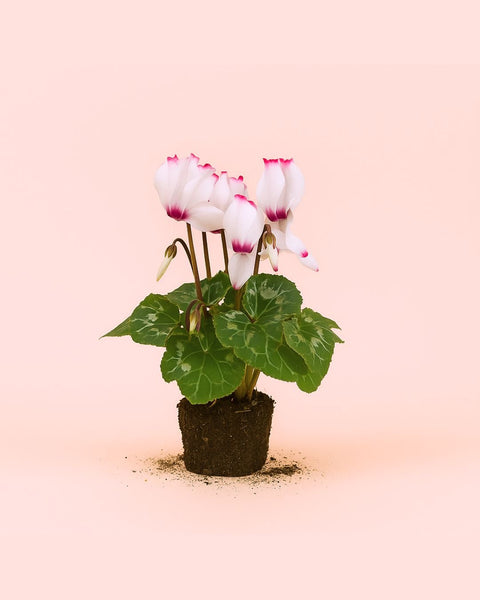 Cyclamen Victoria Blanco y Rosa Mini