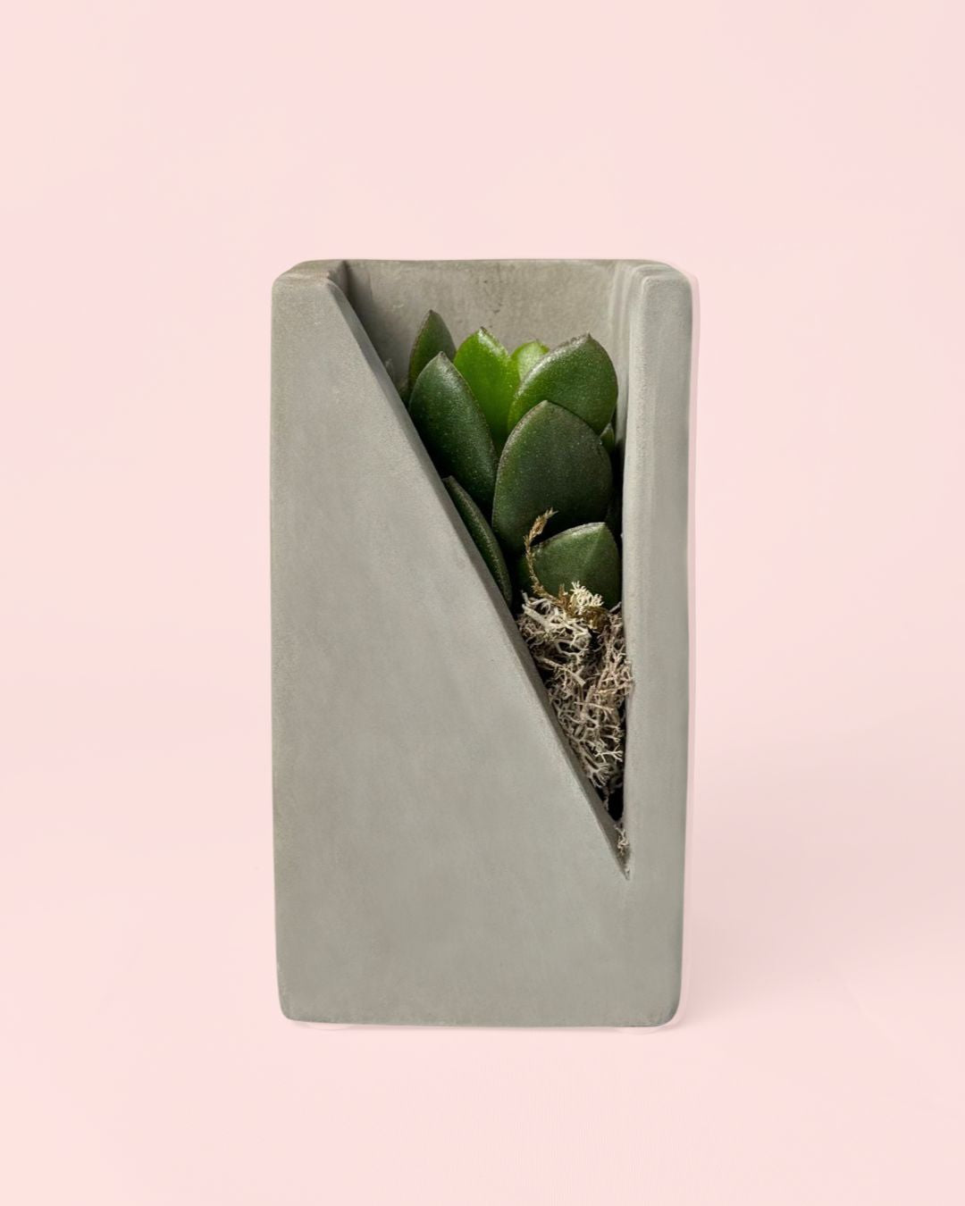 deco-suculenta-individual