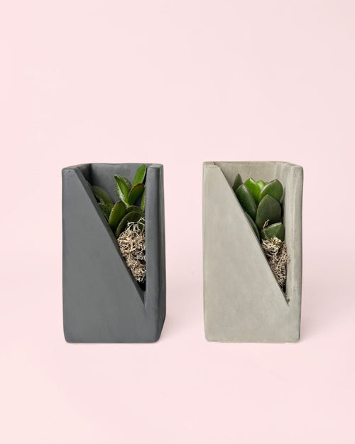 deco-suculenta-pack