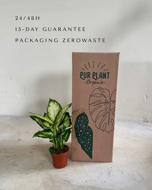 Dieffenbachia Camilla M - Pur Plant