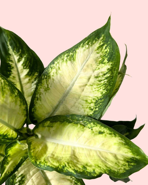 Dieffenbachia Camilla M - Pur Plant