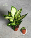 Dieffenbachia Camilla M - Pur Plant