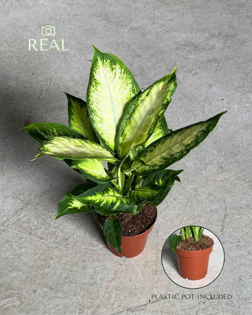Dieffenbachia Camilla M - Pur Plant
