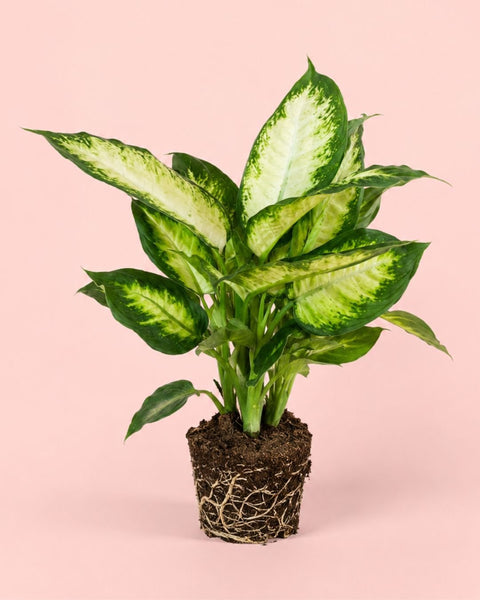 Dieffenbachia Camilla M