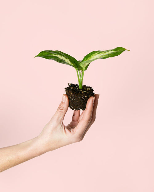 Dieffenbachia Mini - Pur Plant