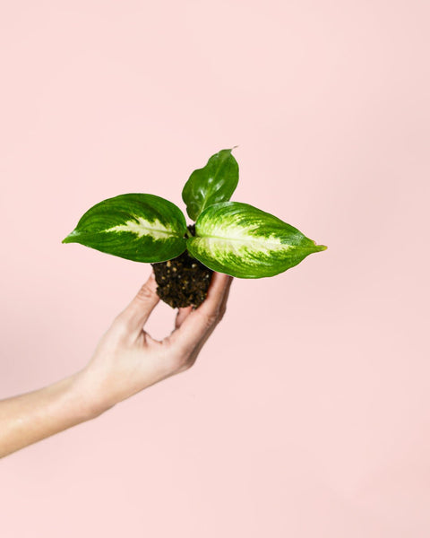 Dieffenbachia Mini