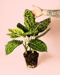 Dieffenbachia Reflector M