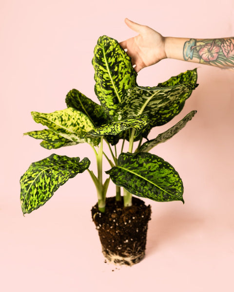 Dieffenbachia Reflector L