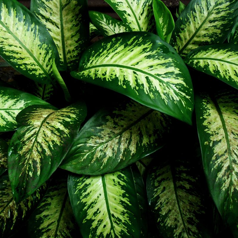 dieffenbachia-tipos