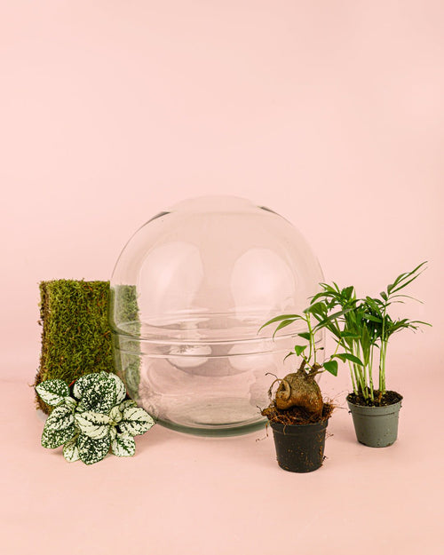 Domo Terrario Bol 28×28 cm - Pur Plant