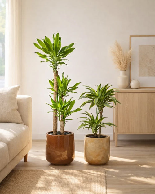 Dracaena Fragans Golden Coast - Pur Plant