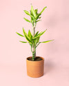 Dracaena Fragans Golden Coast - Pur Plant