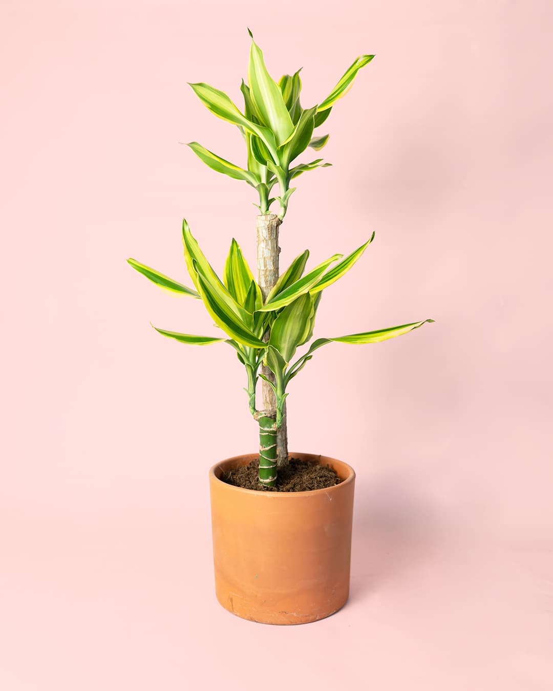Dracaena Fragans Golden Coast - Pur Plant