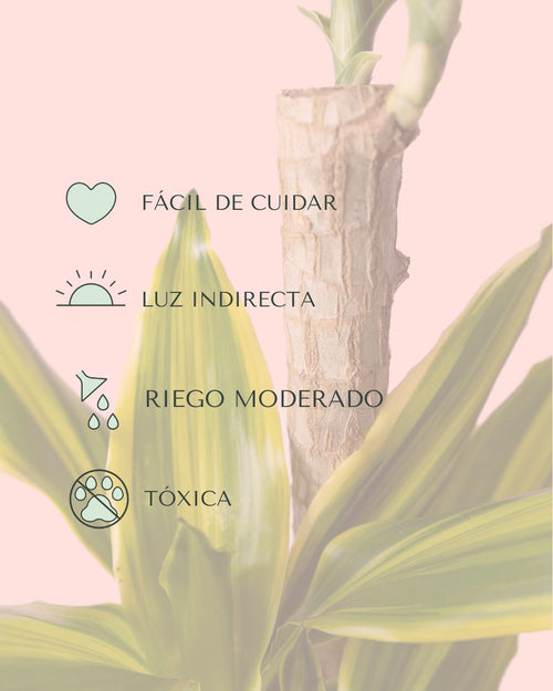 Dracaena Fragans Golden Coast - Pur Plant