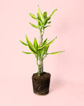 Dracaena Fragans Golden Coast