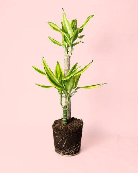 dracaena fragrans características Dracaena Fragans Golden Queen