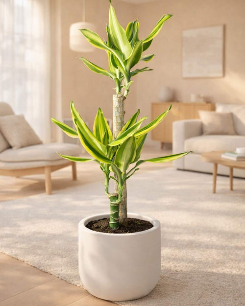 Dracaena Fragans Golden Coast - Pur Plant