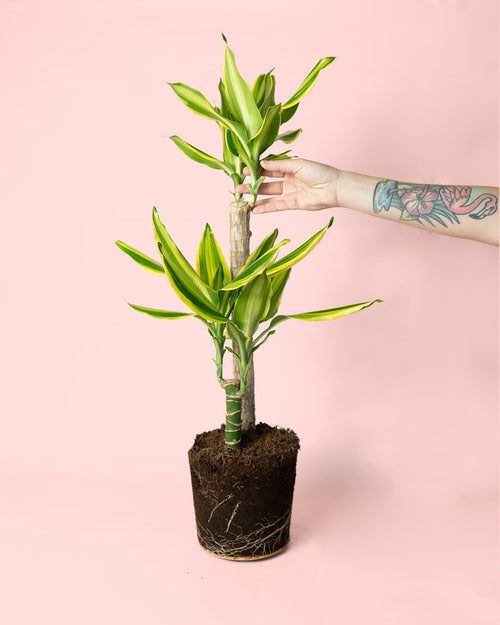 Dracaena Fragans Golden Coast - Pur Plant