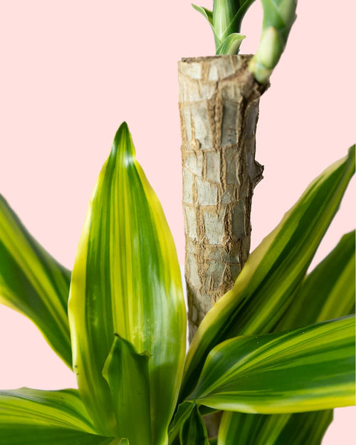 Dracaena Fragans Golden Coast - Pur Plant