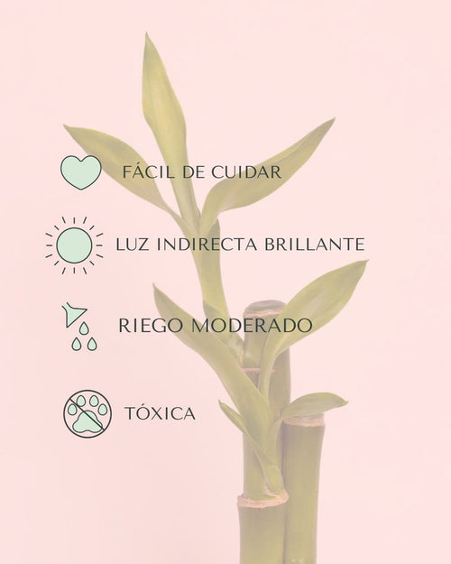 Dracaena Lucky Bamboo Maceta Mini - Pur Plant