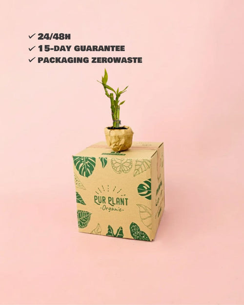 Dracaena Lucky Bamboo Maceta Mini - Pur Plant