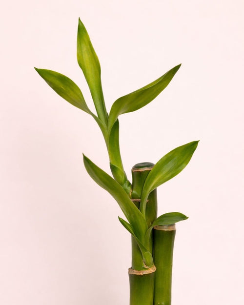 Dracaena Lucky Bamboo Maceta Mini - Pur Plant