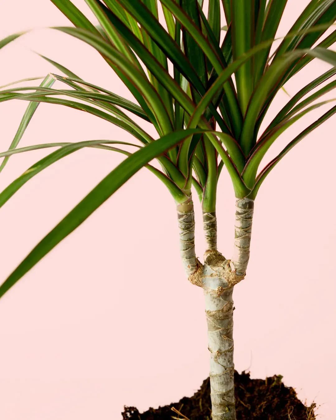 Problemas Plantas Dracaena