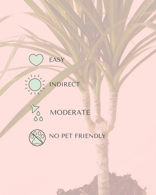 Dracaena Marginata M - Pur Plant