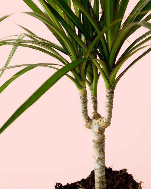 Dracaena Marginata M - Pur Plant