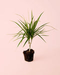 Dracaena Marginata M