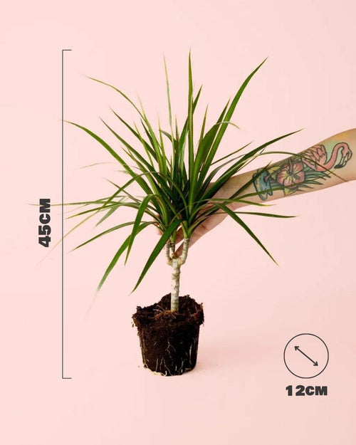 Dracaena Marginata M - Pur Plant