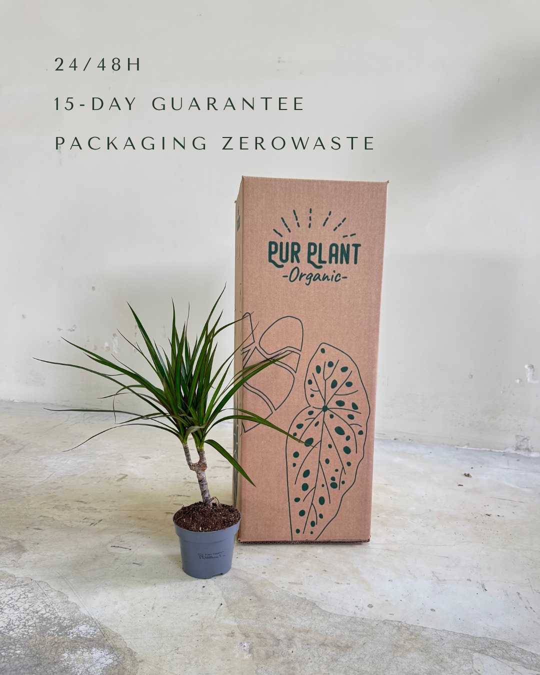 Dracaena Marginata M - Pur Plant