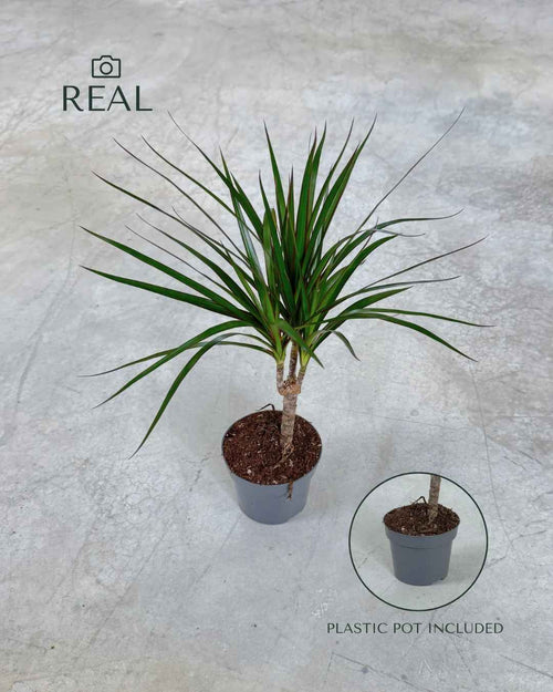 Dracaena Marginata M - Pur Plant