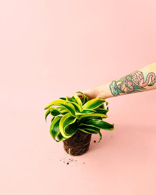 Dracaena Mix M - Pur Plant
