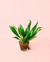 Dracaena Mix M - Pur Plant
