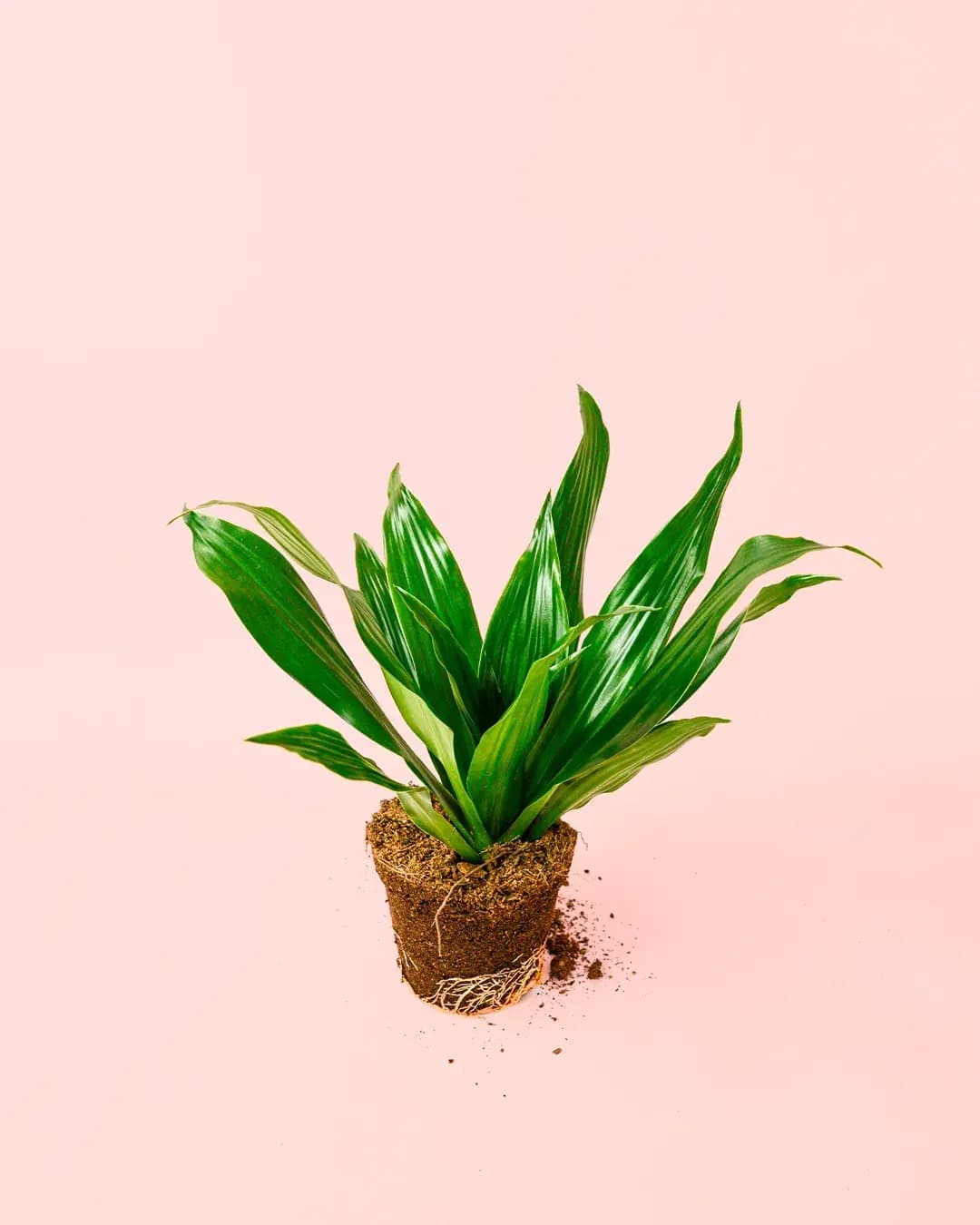 Dracaena Mix M - Pur Plant