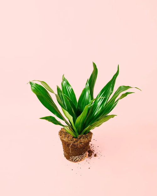 Dracaena Mix M - Pur Plant