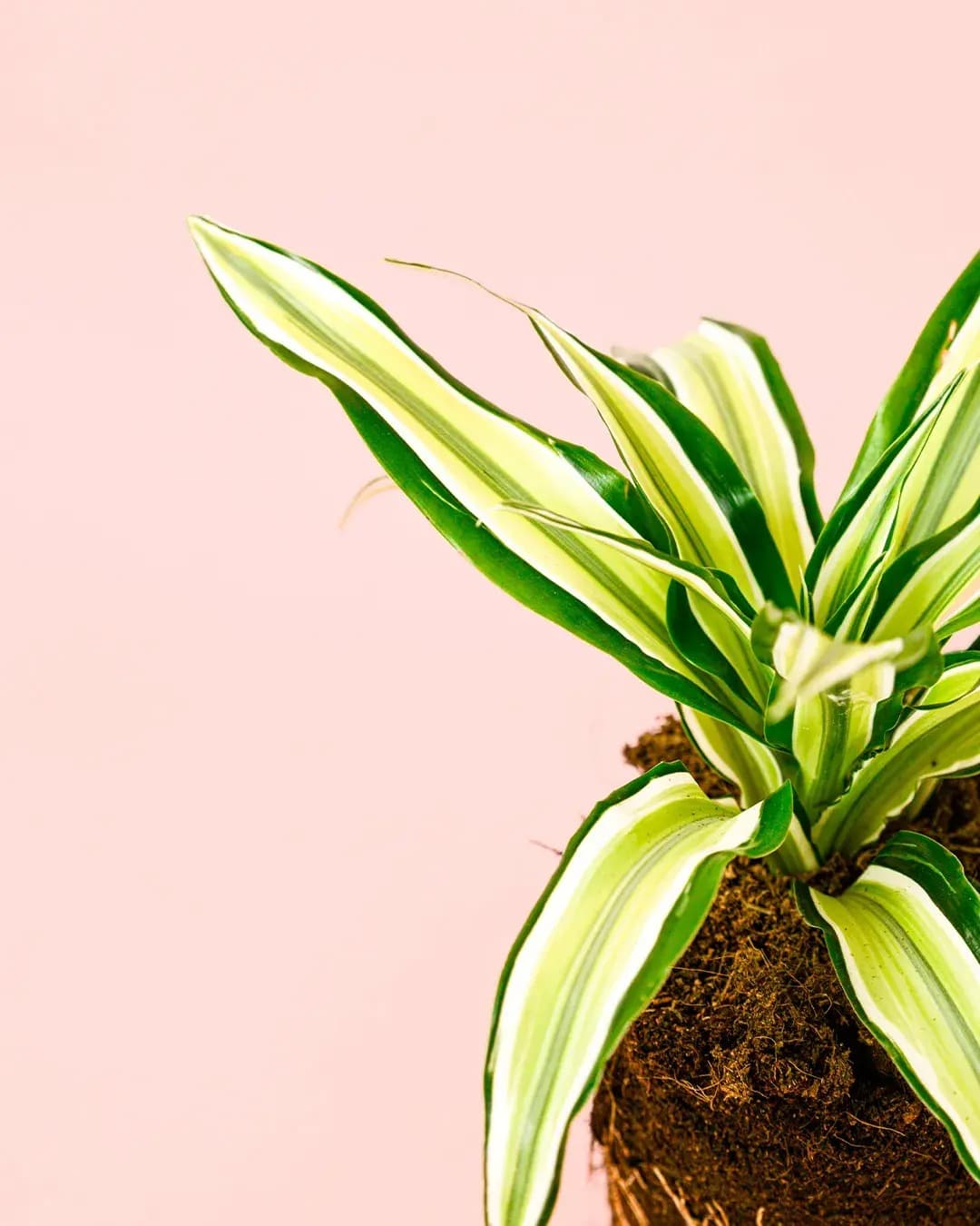 Dracaena Mix M - Pur Plant