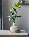 Dracaena Sanderiana – Lucky Bamboo - Pur Plant