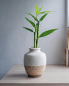 Dracaena Sanderiana – Lucky Bamboo - Pur Plant