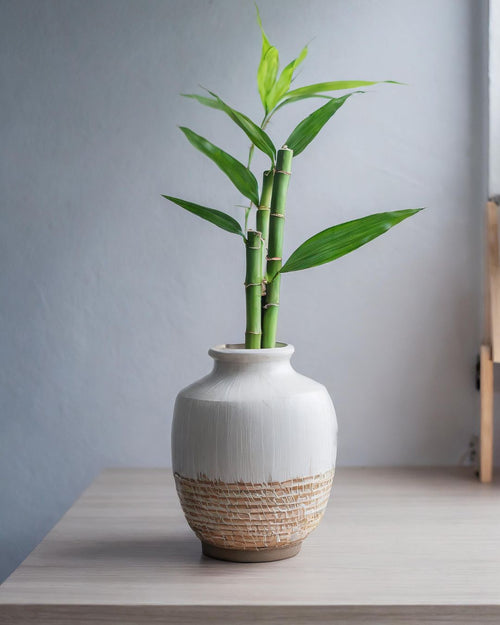 Dracaena Sanderiana – Lucky Bamboo - Pur Plant
