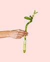 Dracaena Sanderiana – Lucky Bamboo - Pur Plant