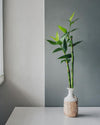 Dracaena Sanderiana – Lucky Bamboo - Pur Plant