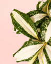 Dracaena Variegada Milky - Pur Plant