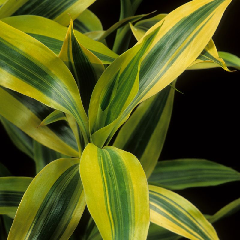 dracena-problemas