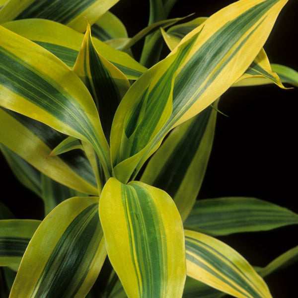 Problemas Plantas Dracaena Marginata